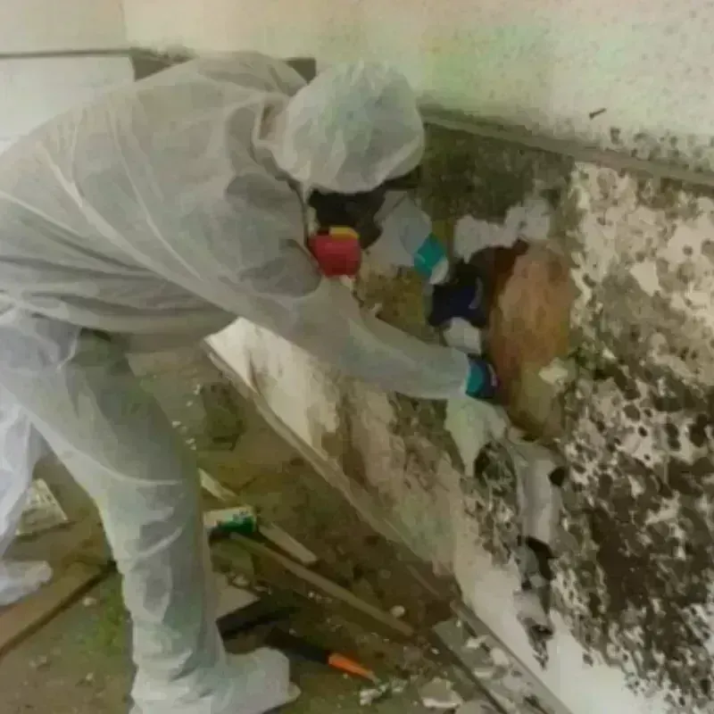 Mold Remediation and Removal in Johnson County, KY